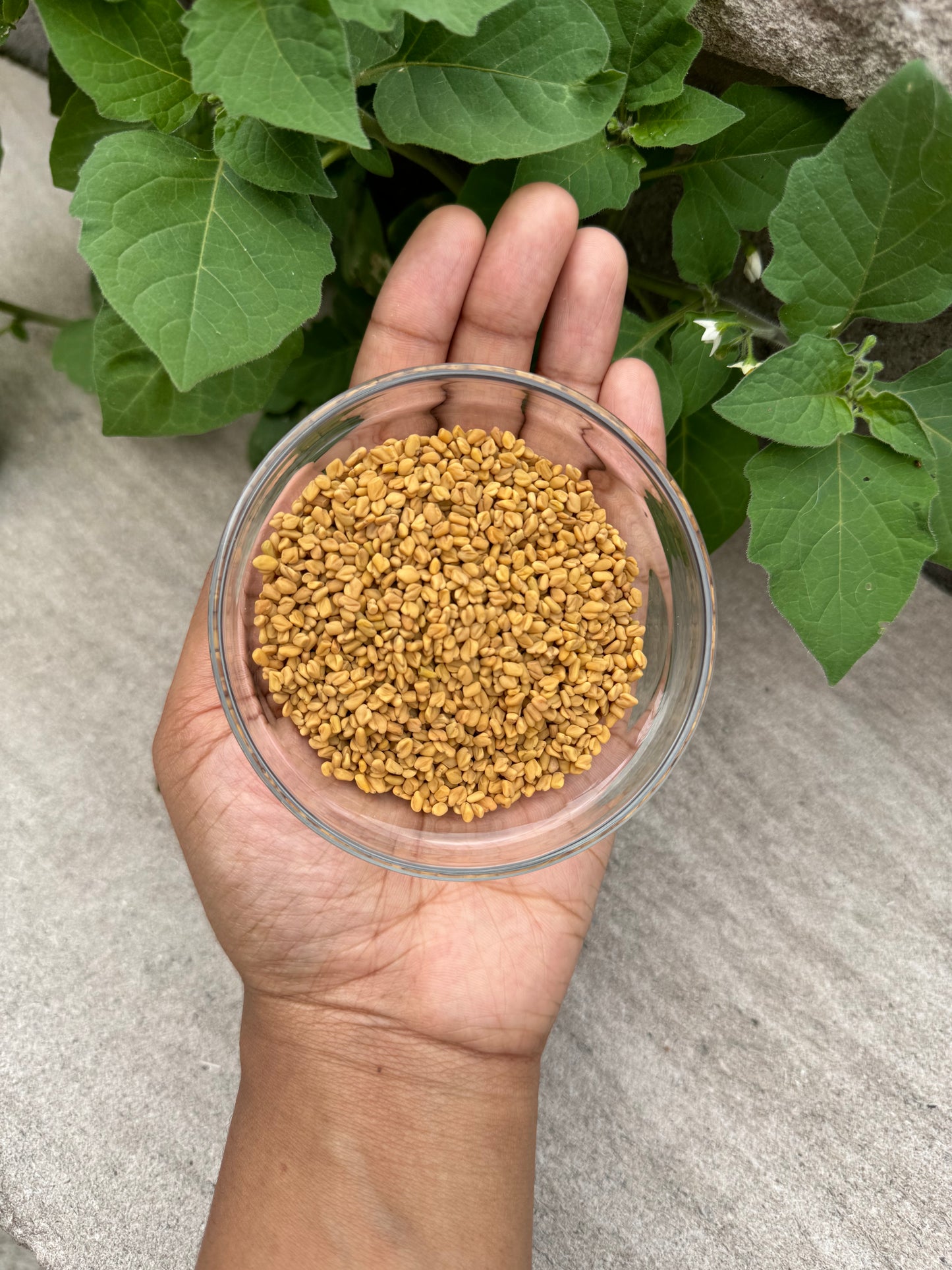 Fenugreek