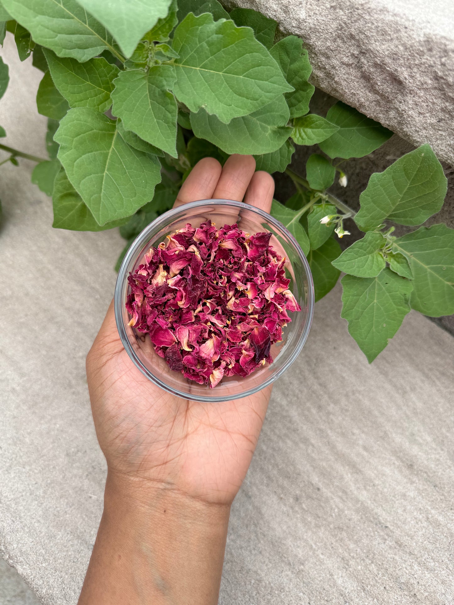 Red Rose Petals