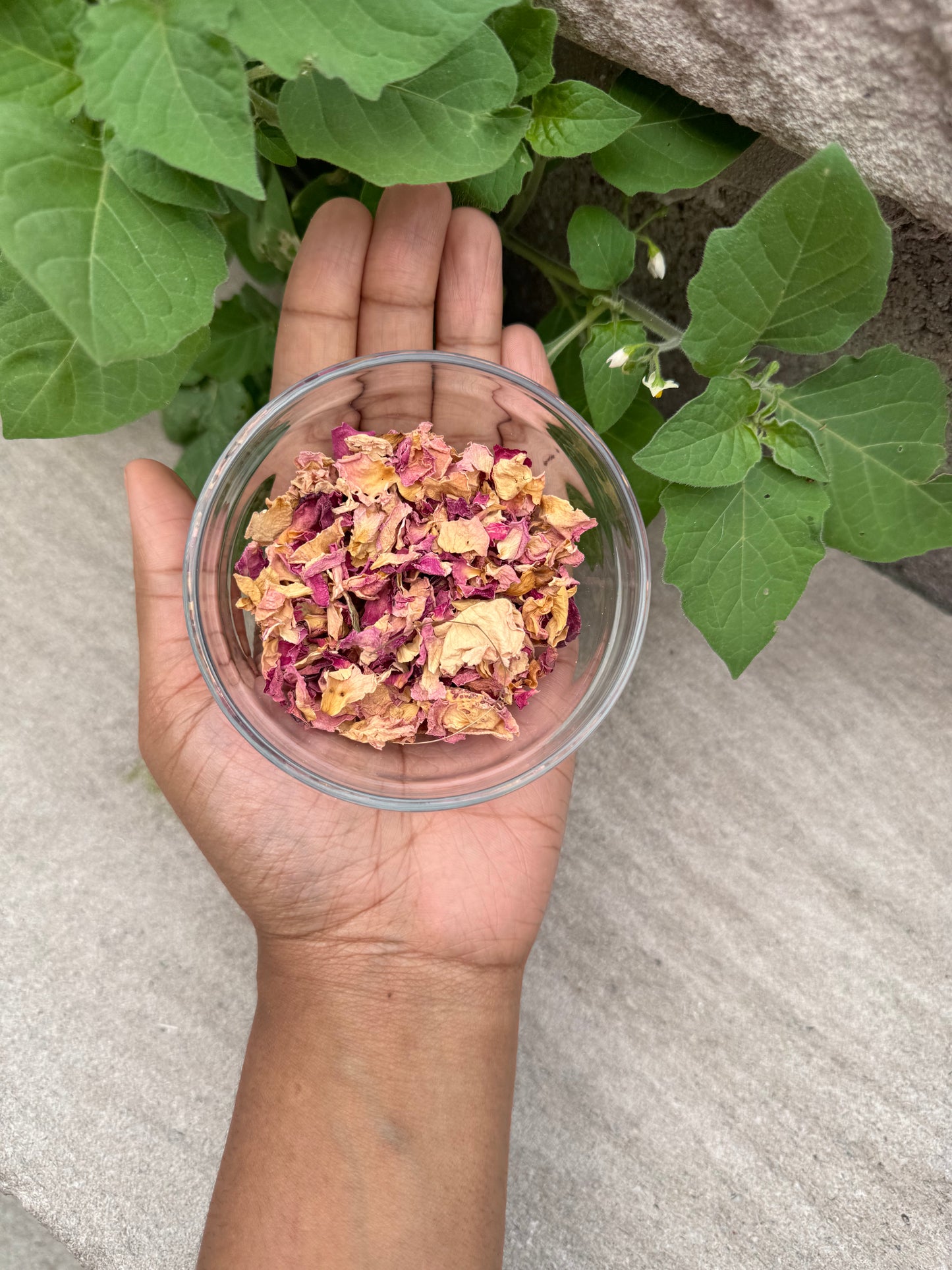 Pink Rose Petals